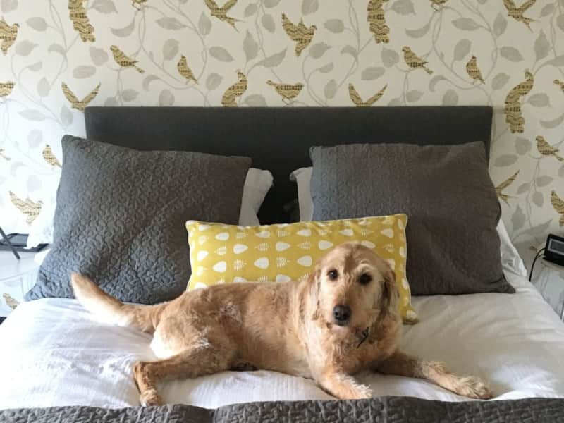 Housesitting assignment in Ballygalley, United Kingdom