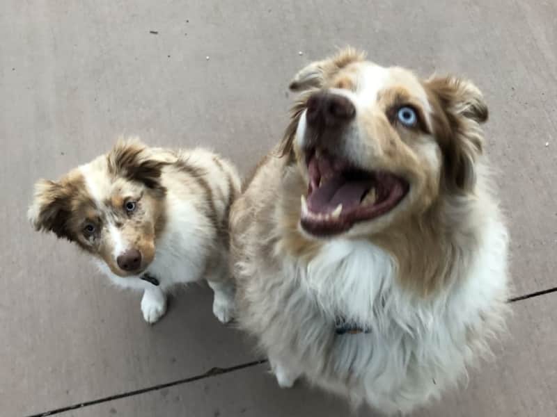 Housesitting assignment in Castle Rock, Colorado, United States