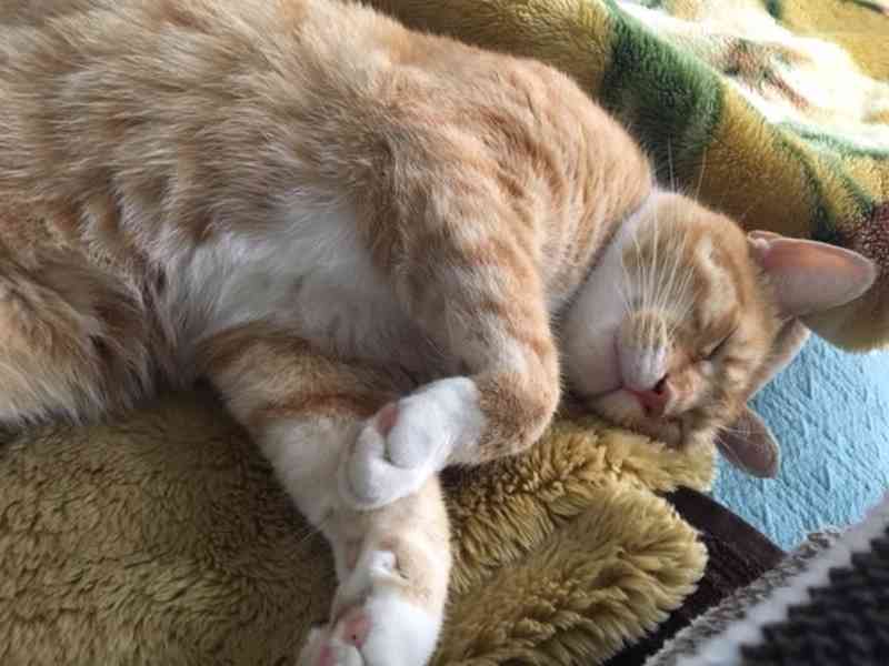 Housesitting assignment in Bluffton, South Carolina, United States