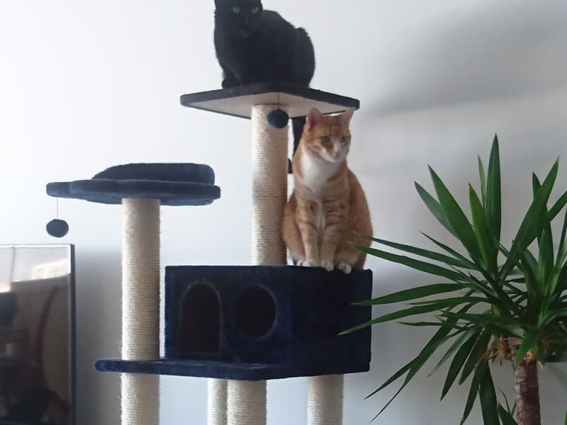 Housesitting assignment in Málaga, Spain