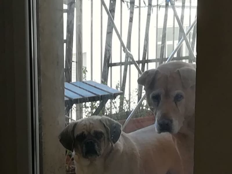 Housesitting assignment in Budapest II. kerület, Hungary