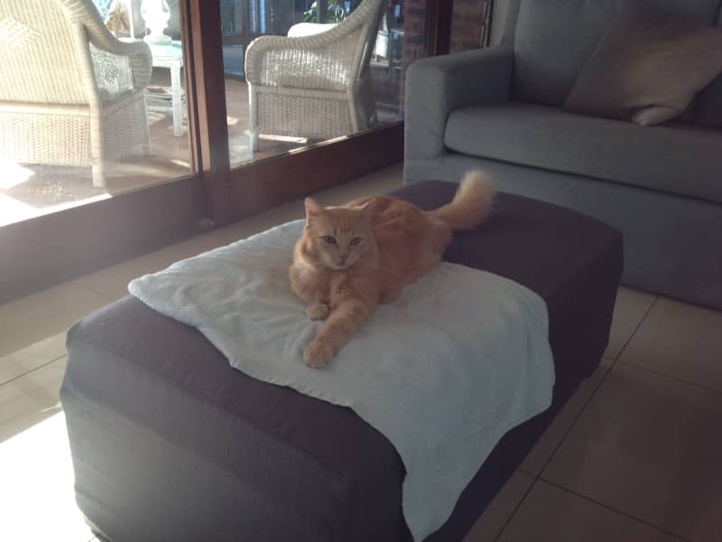 Housesitting assignment in Aalst, Netherlands