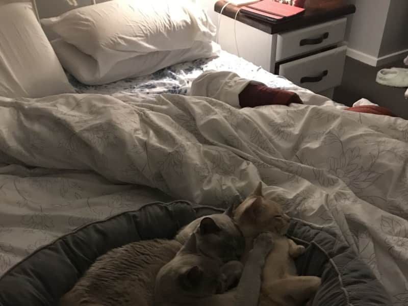 Housesitting assignment in Ballarat, Victoria, Australia