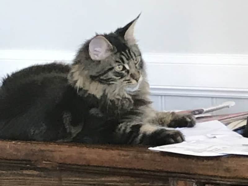 Housesitting assignment in Bungendore, New South Wales, Australia