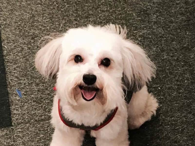 Housesitting assignment in Medford, Oregon, United States