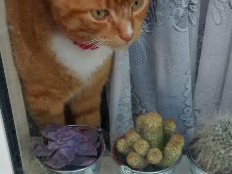 Housesitting assignment in Dublin, Ireland