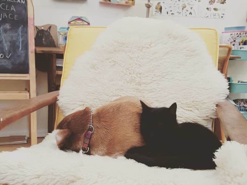 Housesitting assignment in Victoria, British Columbia, Canada