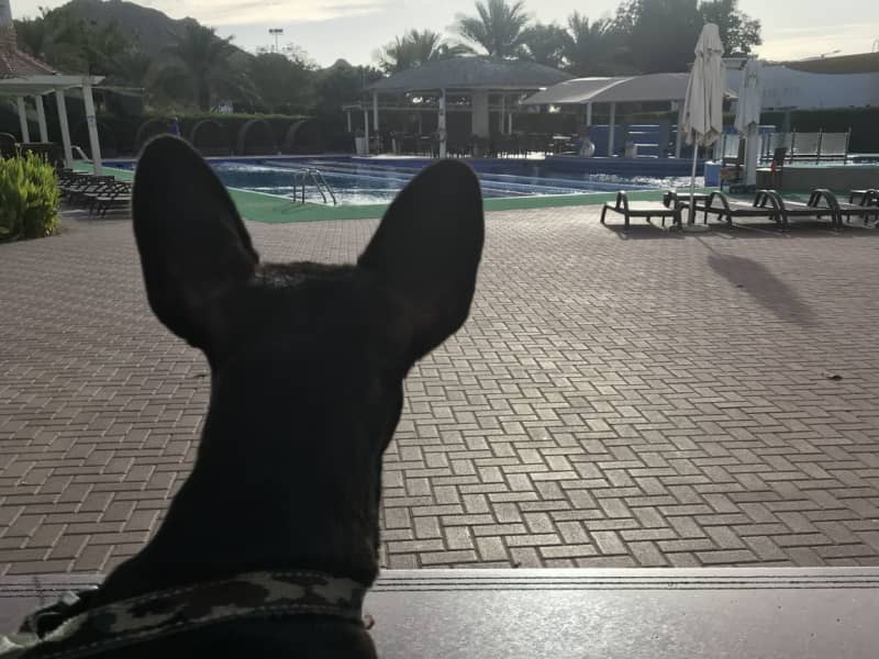 Housesitting assignment in Al Fujayrah, United Arab Emirates