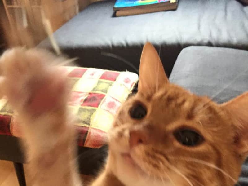 Housesitting assignment in East London, United Kingdom
