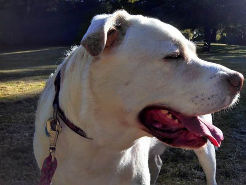 Housesitting assignment in Portland, Oregon, United States