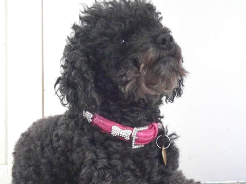Housesitting assignment in Tavistock, United Kingdom