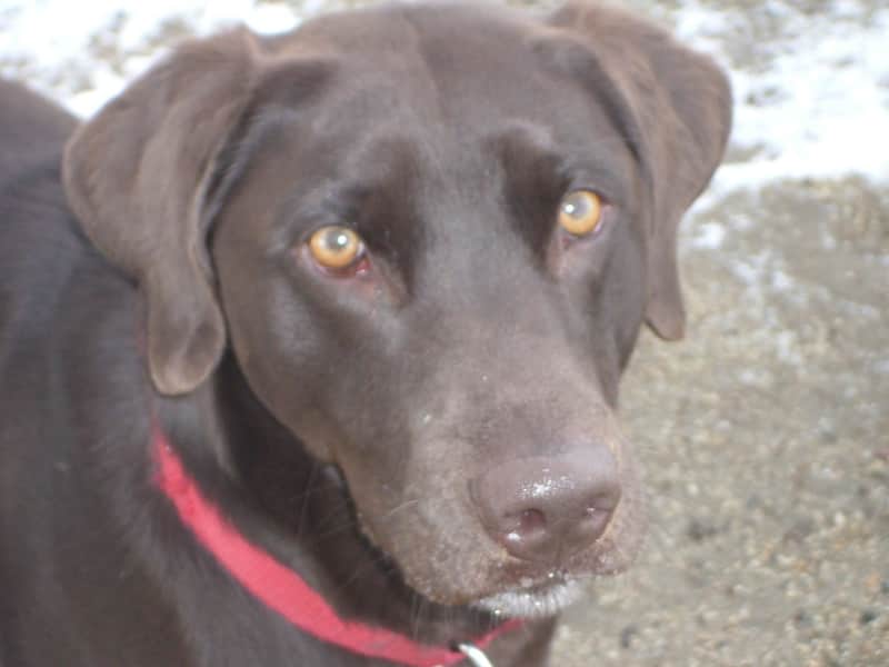Housesitting assignment in Truckee, California, United States