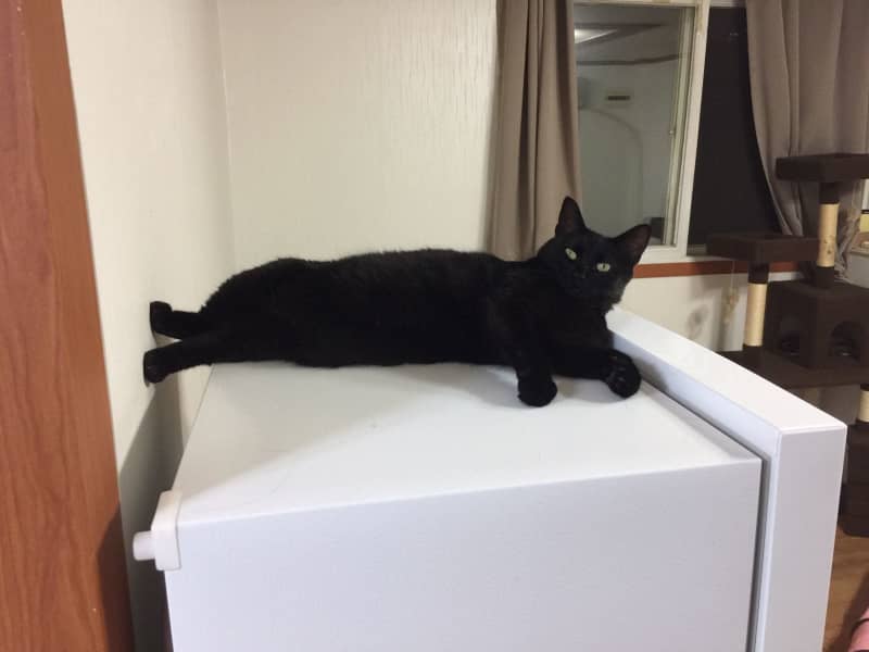 Housesitting assignment in Goyang-si, South Korea