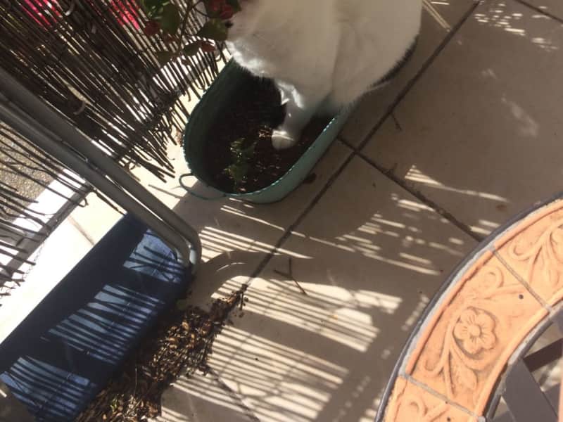 Housesitting assignment in Marrickville, New South Wales, Australia