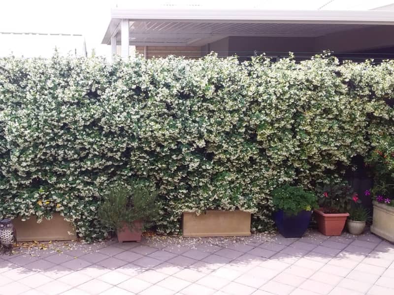 Housesitting assignment in Aveley, Western Australia, Australia