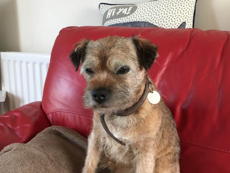 Housesitting assignment in Newcastle upon Tyne, United Kingdom