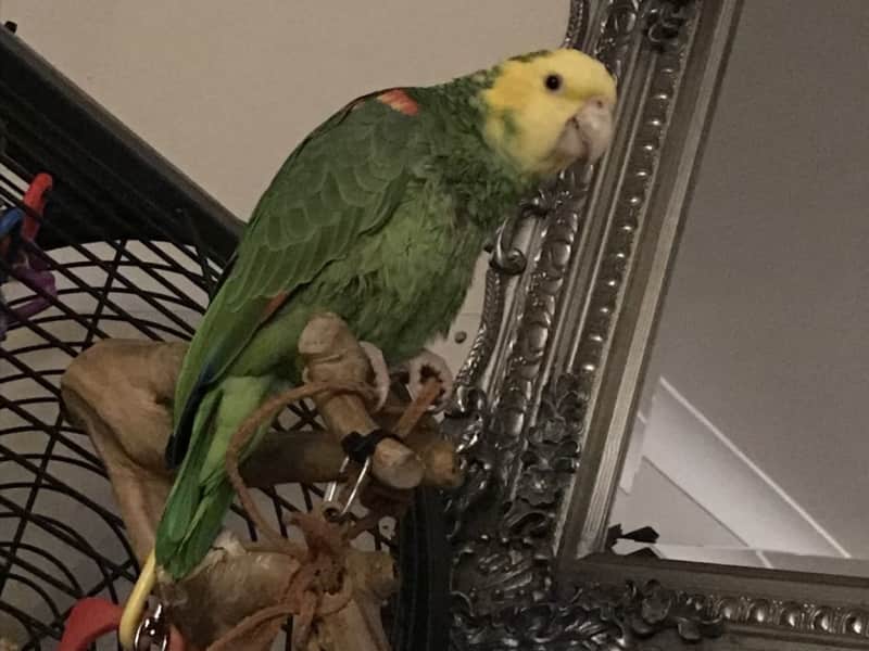 Housesitting assignment in Allestree, United Kingdom