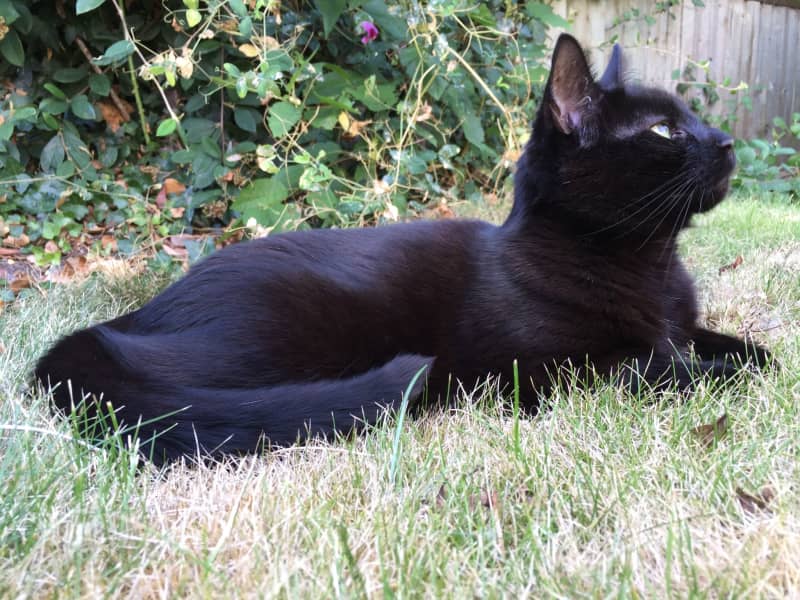 Housesitting assignment in Benson, United Kingdom