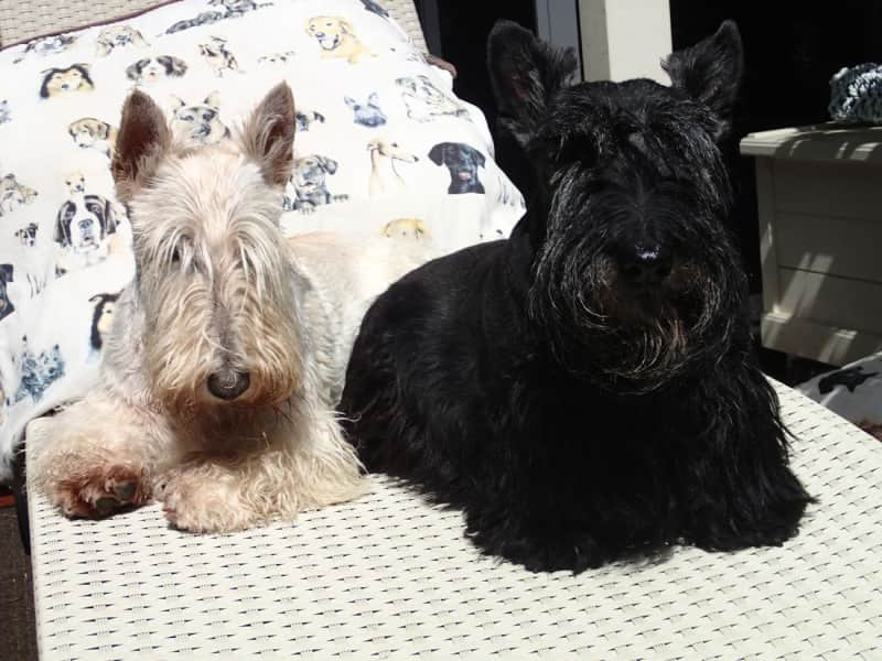 Housesitting assignment in Chelsea, Victoria, Australia