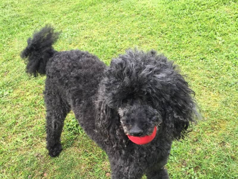 Housesitting assignment in Glasgow, United Kingdom