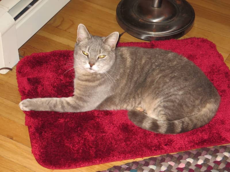 Housesitting assignment in Canaan Center, New Hampshire, United States