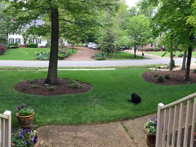 Housesitting assignment in Williamsburg, Virginia, United States