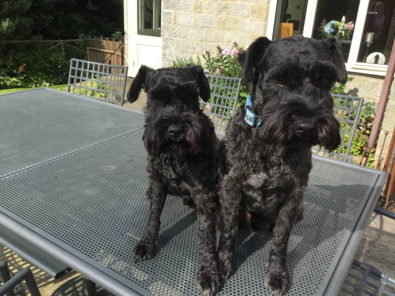 Housesitting assignment in Harrogate, United Kingdom