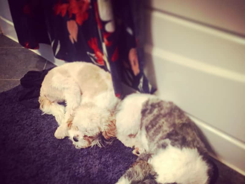 Housesitting assignment in Arlington, Virginia, United States
