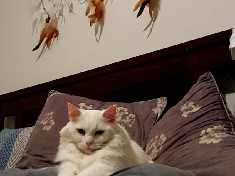 Housesitting assignment in Kenwick, Western Australia, Australia
