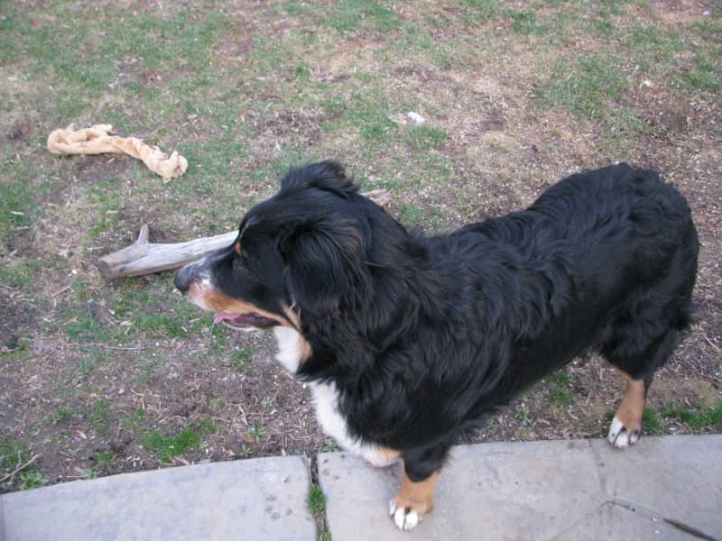 Housesitting assignment in Germantown, Maryland, United States