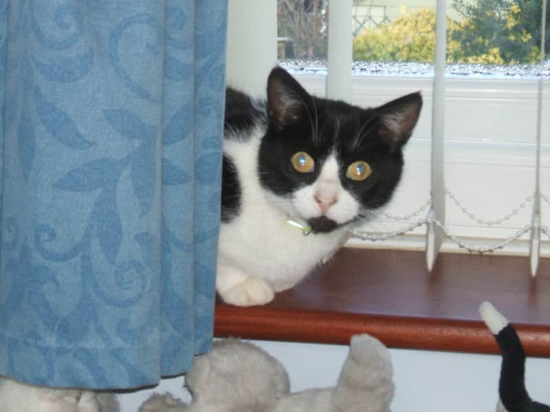 Housesitting assignment in Pontypool, United Kingdom