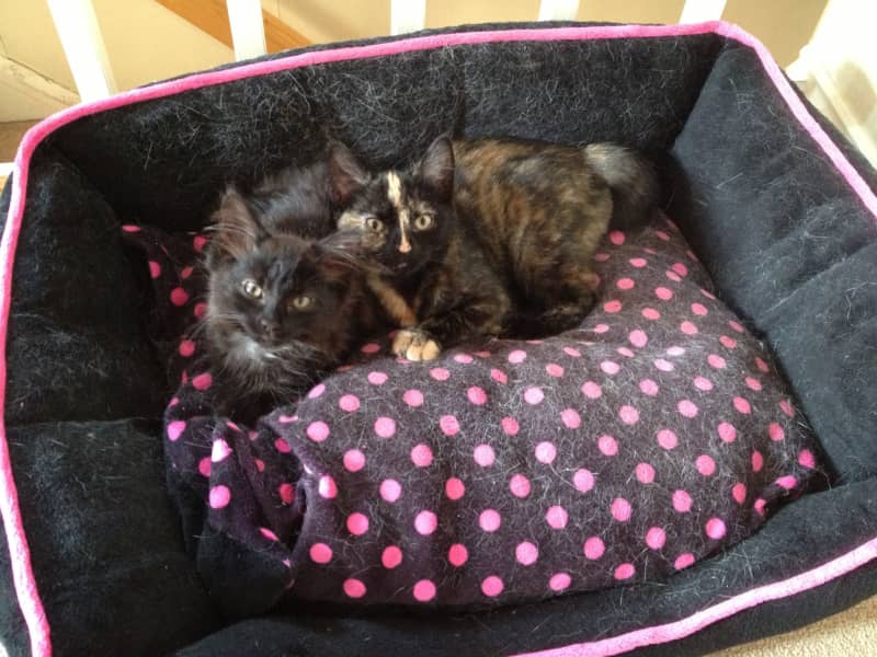 Housesitting assignment in Huddersfield, United Kingdom