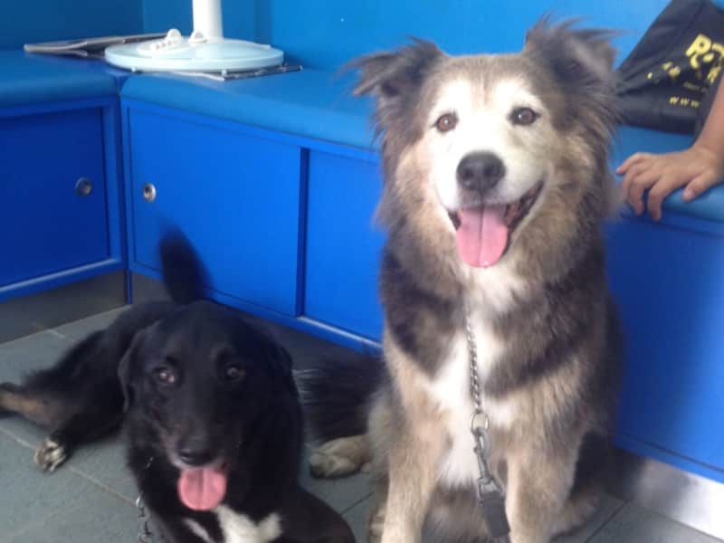 Housesitting assignment in Hong Kong, Hong Kong
