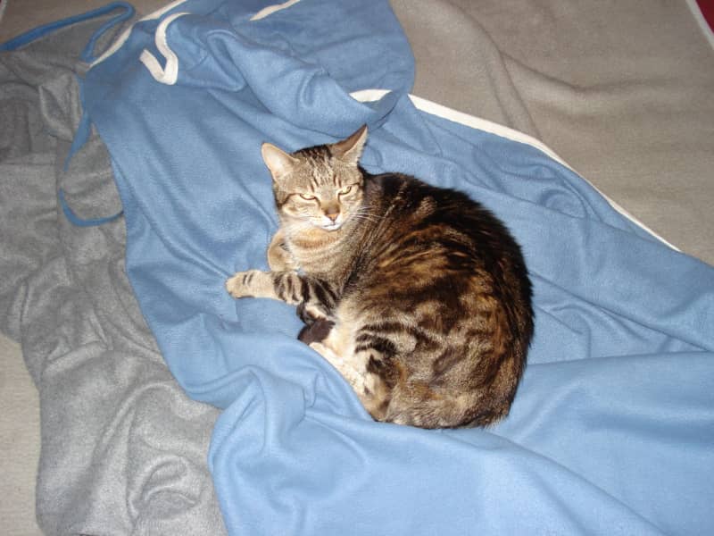 Housesitting assignment in Frankfurt am Main, Germany