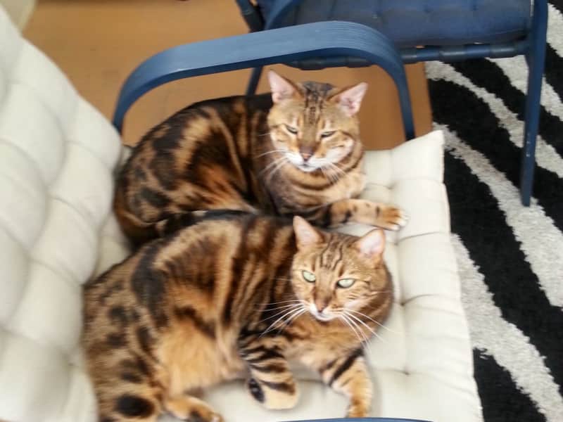 Housesitting assignment in Campbelltown, New South Wales, Australia