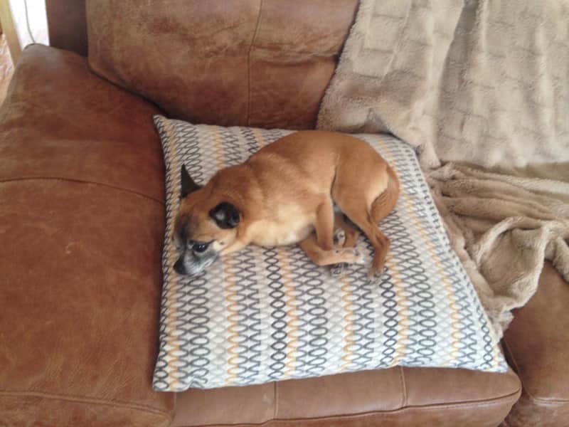 Housesitting assignment in Dunfermline, United Kingdom