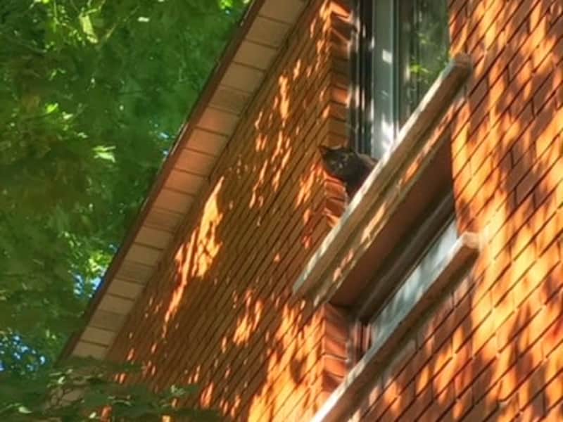 Housesitting assignment in Montréal, Quebec, Canada