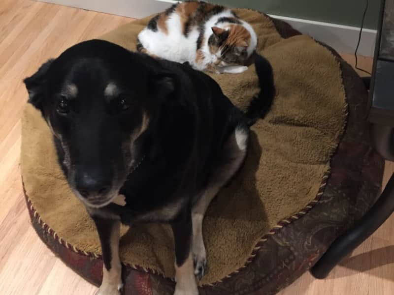 Housesitting assignment in Calgary, Alberta, Canada