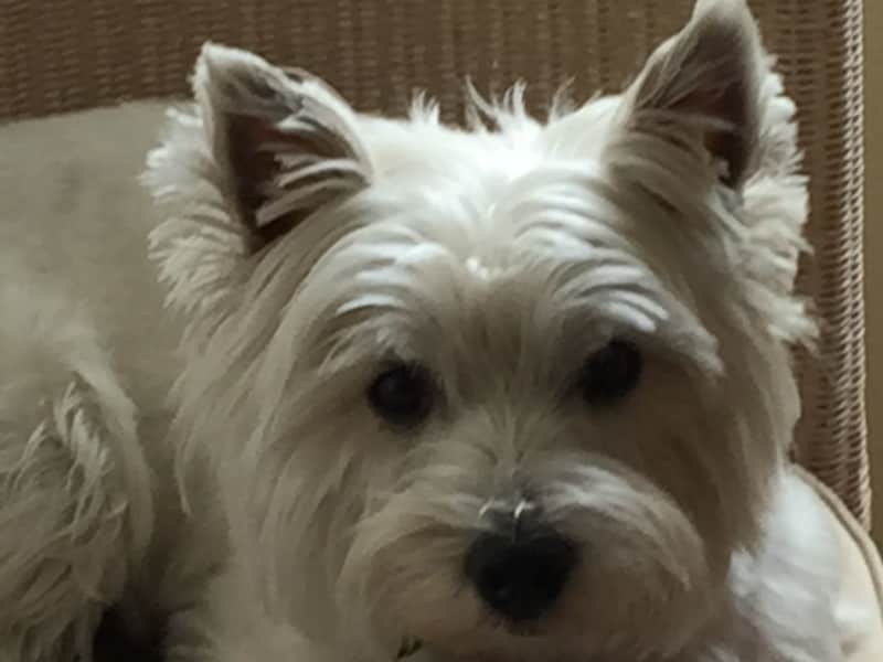 Housesitting assignment in Brugge, Belgium
