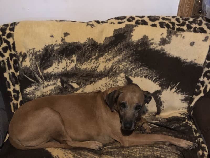 Housesitting assignment in Estcourt, South Africa