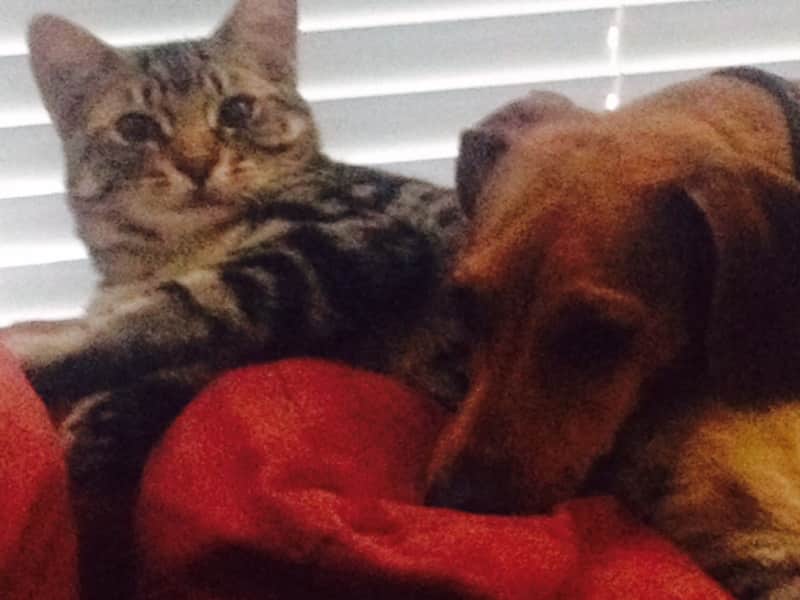 Housesitting assignment in Kelowna, British Columbia, Canada