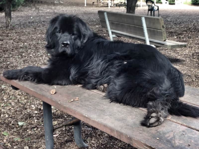 Housesitting assignment in Healdsburg, California, United States