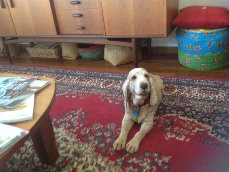 Housesitting assignment in Coolum Beach, Queensland, Australia