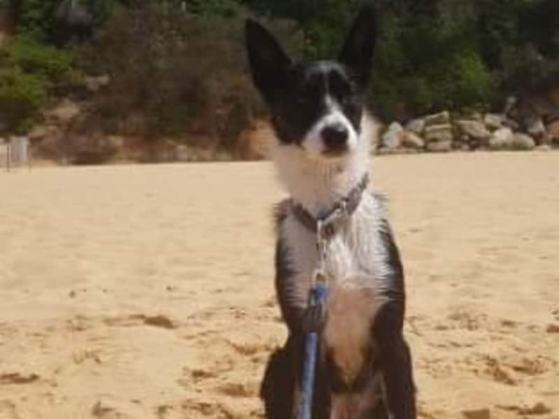Housesitting assignment in Terrigal, New South Wales, Australia
