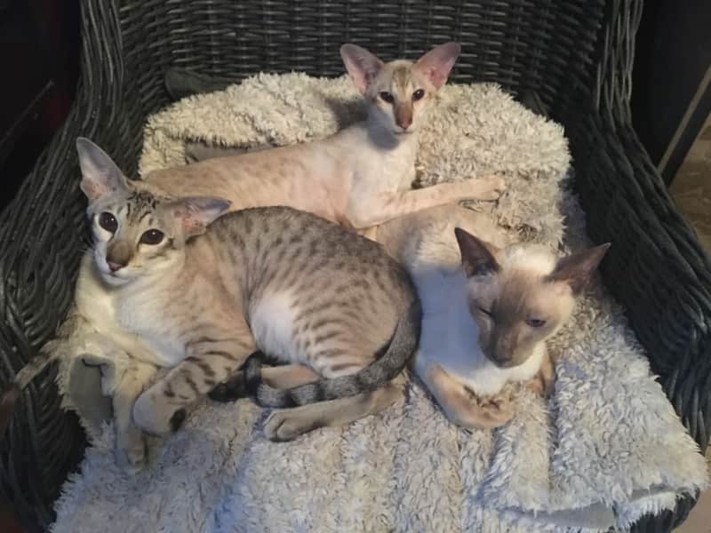 Housesitting assignment in Amsterdam, Netherlands
