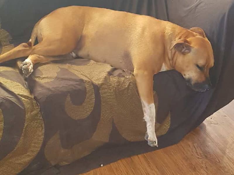 Housesitting assignment in Pinnaroo, South Australia, Australia