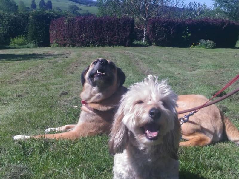 Housesitting assignment in Liège, Belgium