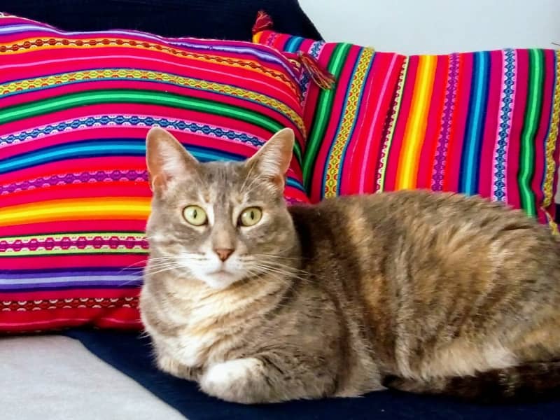 Housesitting assignment in Valencia, Spain