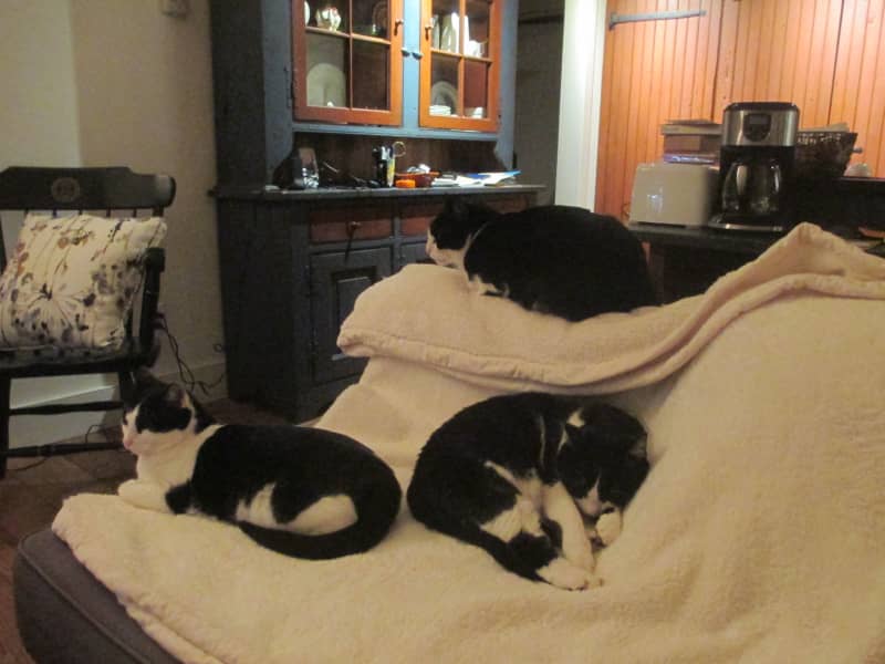 Housesitting assignment in West Chester, Pennsylvania, United States