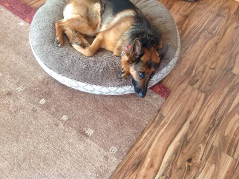 Housesitting assignment in Loveland, Colorado, United States
